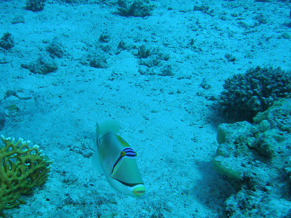 Rhinecanthus assasi (Pesce balestra Picasso arabo)